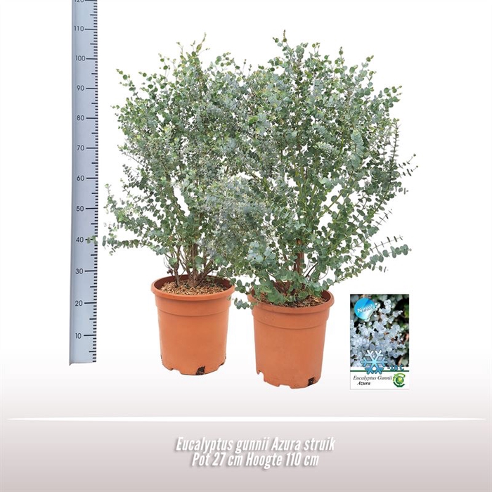 <h4>Eucalyptus gunnii Azura struik</h4>