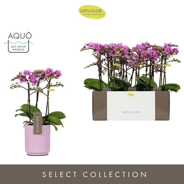 <h4>Exclusivo Violet Queen 3 spike in Lilac Molise Aquo</h4>