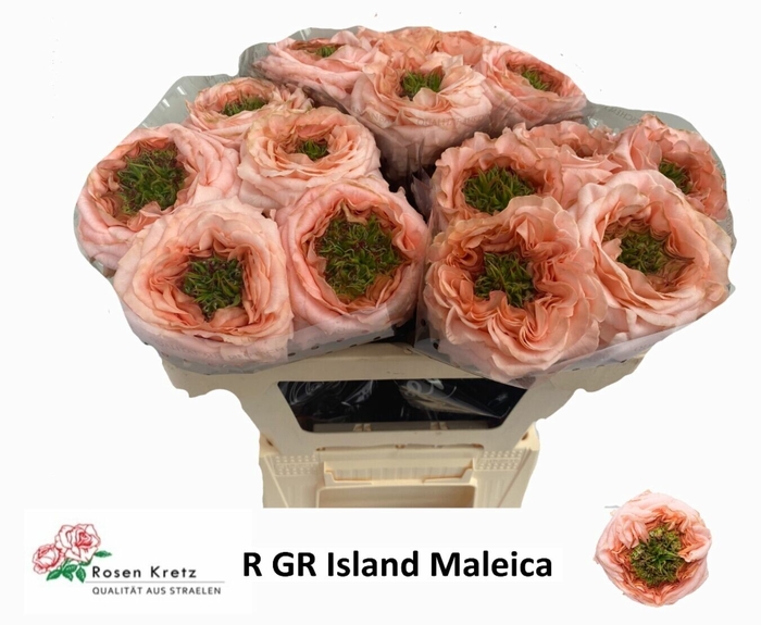 <h4>Rosa gr Green Island Maleica</h4>