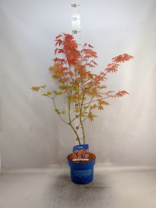 Acer  'North Wind'