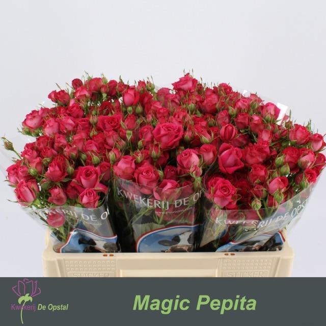 <h4>Rosa sp magic pepita</h4>
