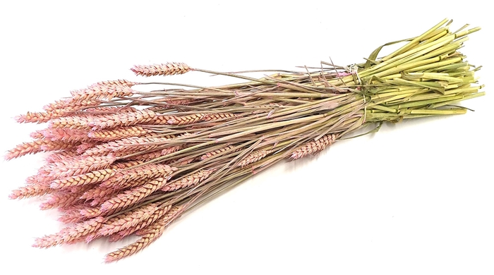 Triticum (tarwe) per bunch Frosted Pink