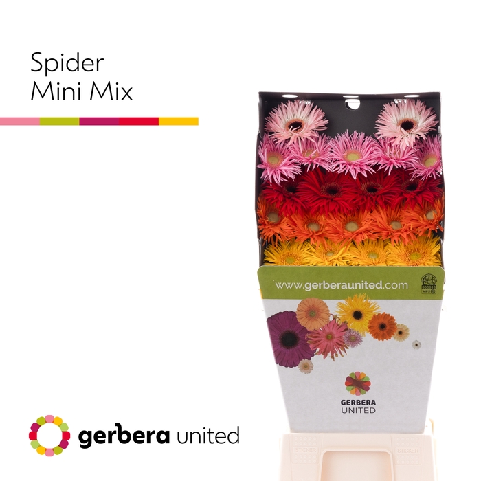<h4>Germini Spider Mix Spider Diamond</h4>