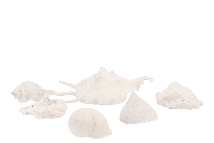 <h4>Shell Mix White Assorted Set Of 7</h4>