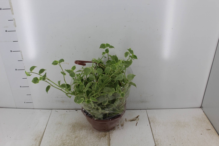 <h4>PEPEROMIA SCANDENS C21</h4>