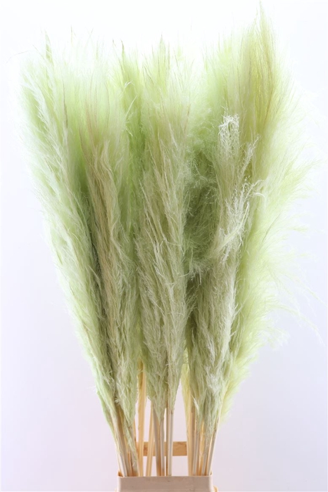 <h4>Dried Cortaderia Pastel Mint Green 120cm P Stem</h4>