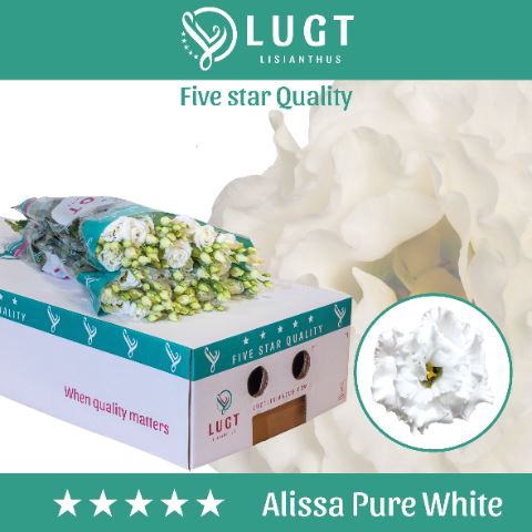 <h4>Lis G Alissa Pure White</h4>
