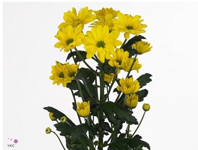 Chrysanthemum spray Celebrate