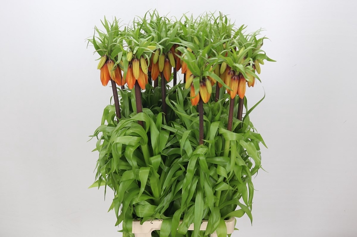 <h4>Fritillaria orange beauty</h4>