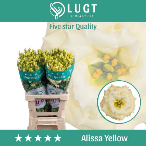 <h4>Lis G Alissa Yellow</h4>
