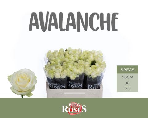 <h4>ROSA GR 'AVALANCHE' R GR AVALANCHE+</h4>