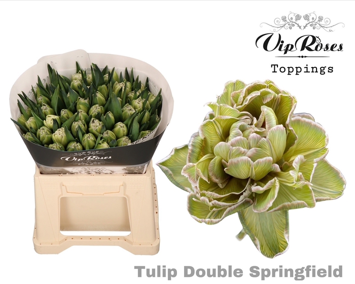 <h4>Tulipa do paint double springfield</h4>