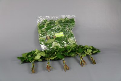 <h4>Leaf salal mini tips 5 bunch per bag</h4>