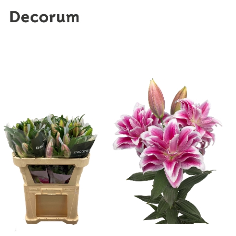 <h4>Lilium or dbl roselily olympia</h4>