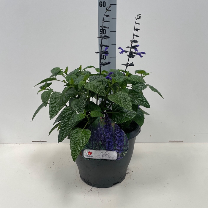<h4>Salvia  'Black and Bloom'</h4>