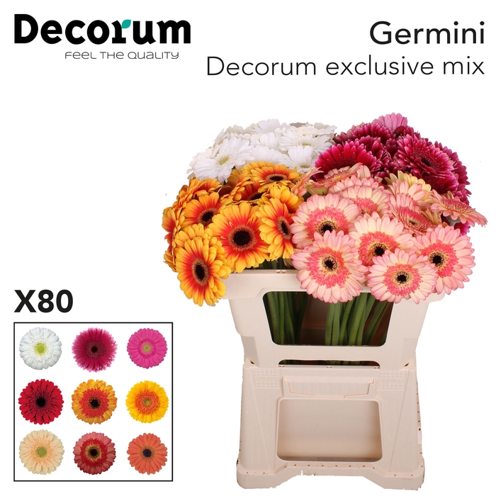 <h4>Germini Mix Exclusive Water</h4>