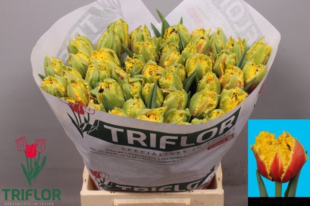<h4>Tulipa (Fri. Kensington</h4>