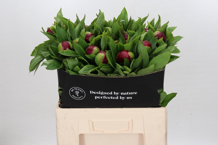 <h4>Paeonia 'Red Charm'</h4>