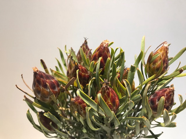 Leucadendron - Plumosum