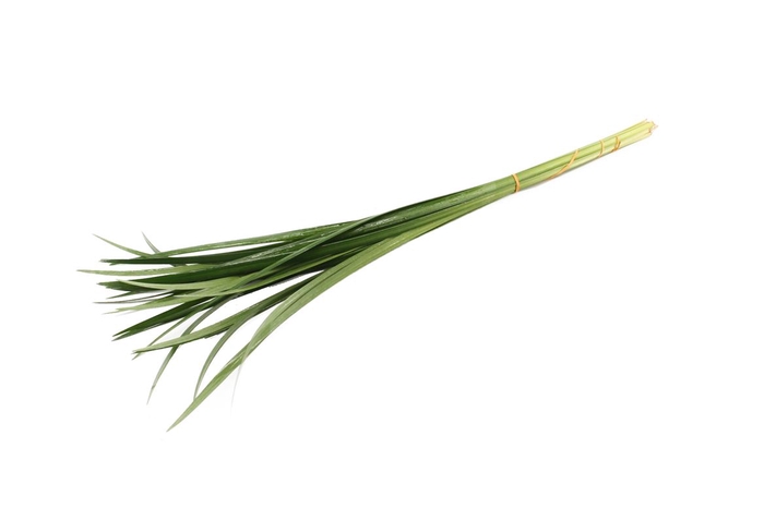 <h4>Lily Grass</h4>