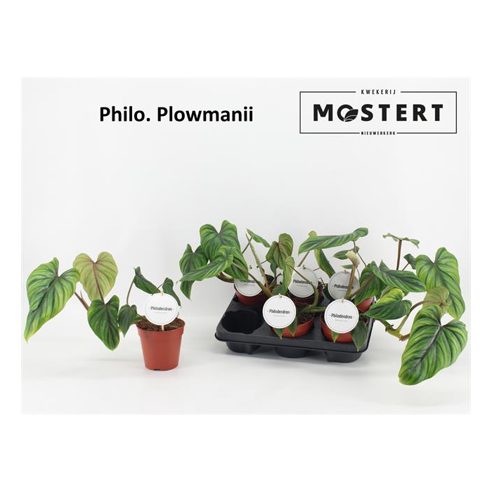 <h4>Philodendron Plowmanii 12Ø 30cm</h4>
