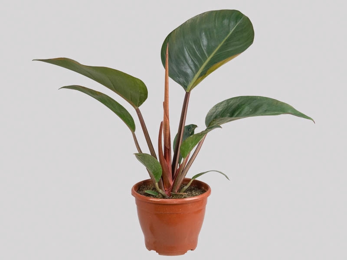 <h4>PHILODENDRON ROJO GONGO P19</h4>