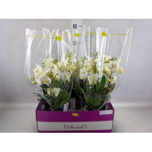 Phalaenopsis multi.   ...white