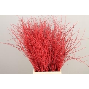 Betula paint red