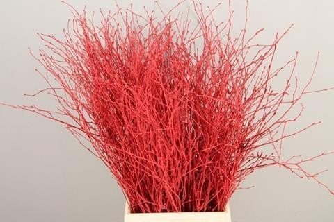 Betula paint red