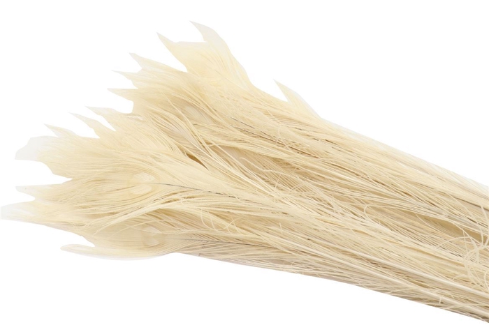 <h4>Feather Peacock Bleached White L90-100</h4>