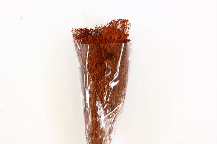 <h4>Dried Brooms Dark Brown Bunch</h4>