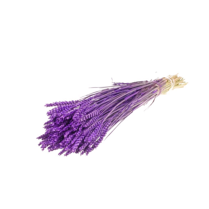 <h4>Tarwe purple</h4>