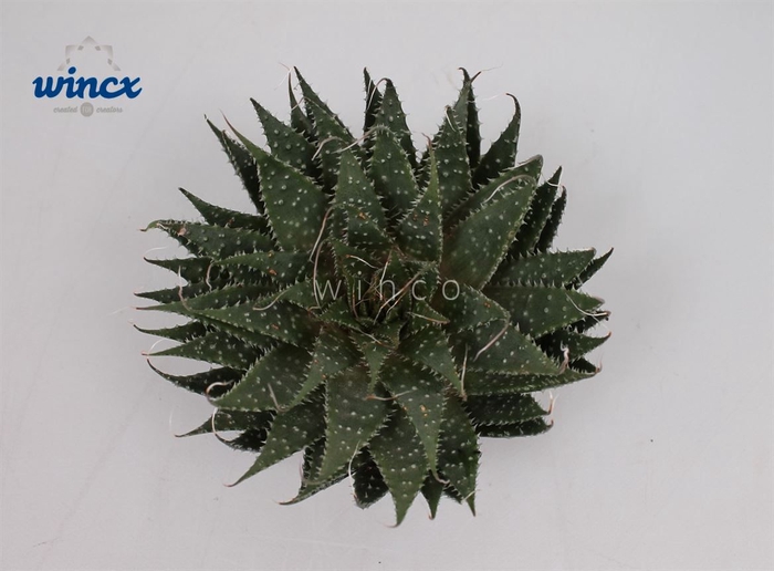 Aloe Aristata Cutflower Wincx-12cm