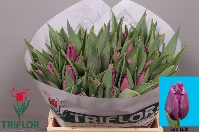 <h4>Tulipa (Fri. San Luiz</h4>