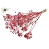 Anethum (dille) dried 10st per bunch Cerise