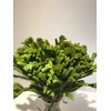 Greens - Brunia Albflora Mature