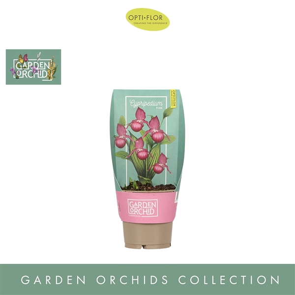 <h4>Garden Orchids Cypripedium 6+ Roze</h4>