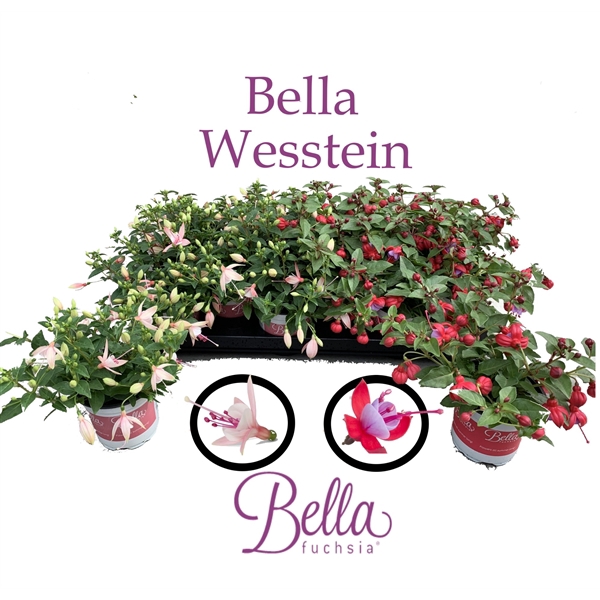 <h4>Bella Fuchsia Gemengd Hang</h4>