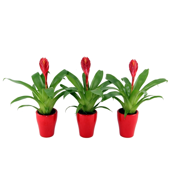 <h4>Bromelia Christiane 4 pack in rood ceramique</h4>