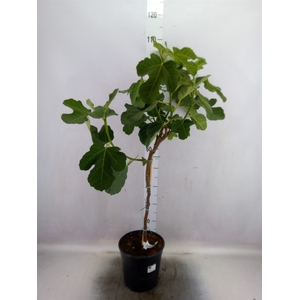 Ficus carica