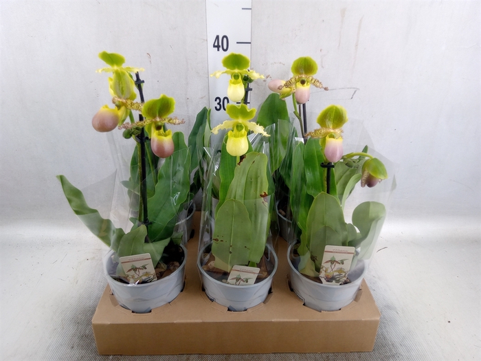 <h4>Paphiopedilum multiflower   ...mix</h4>