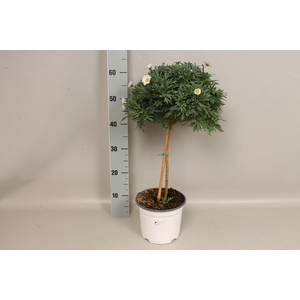Argyranthemum Frutescens Stella