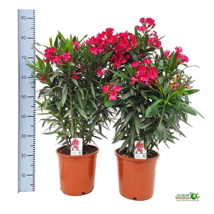 <h4>Nerium oleander (Oleander) 24Ø 80cm</h4>