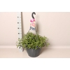 Hangpot 37 cm met waterreservoir Mix Pelargonium, Calibrachoa, Helichrysum