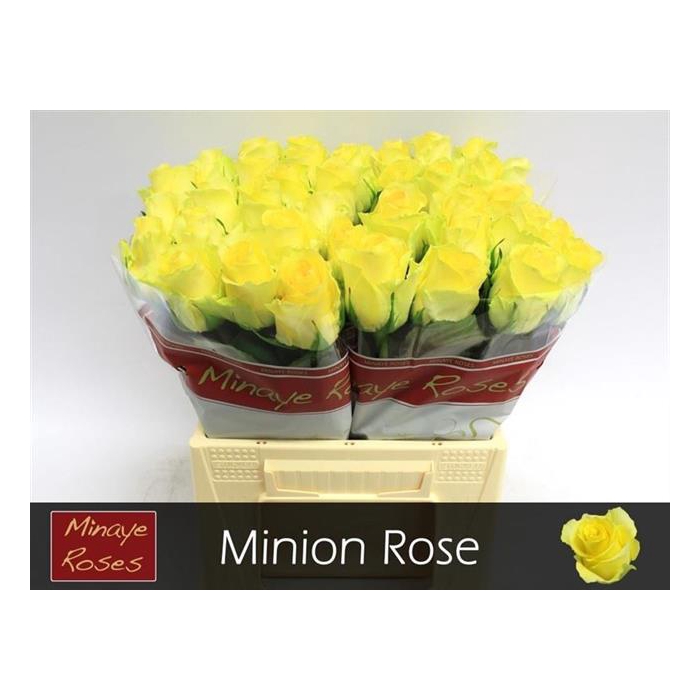 <h4>R Gr Minion Rose</h4>