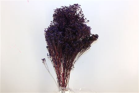 <h4>Dried Brooms D Milka Bunch</h4>