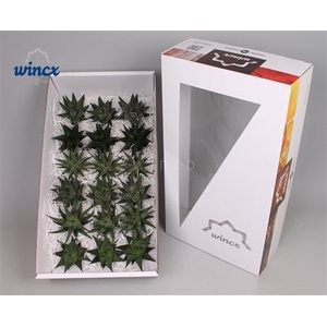 Haworthia Mix (wincx) Cutflower Wincx-8cm