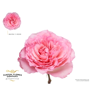 Rosa Garden Mayra s Rose