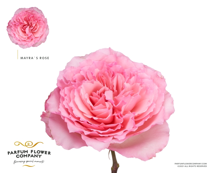 <h4>Rosa Garden Mayra s Rose</h4>