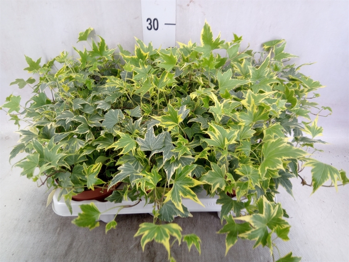 <h4>Hedera helix 'Yellow Ripple'</h4>